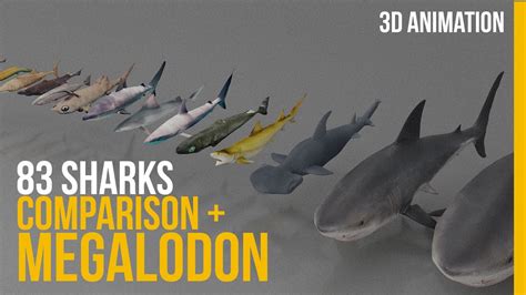 Image result for Different Size Sharks