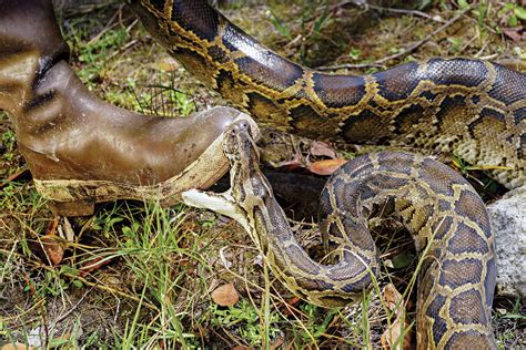 Image result for Hunting for Python's in Florida