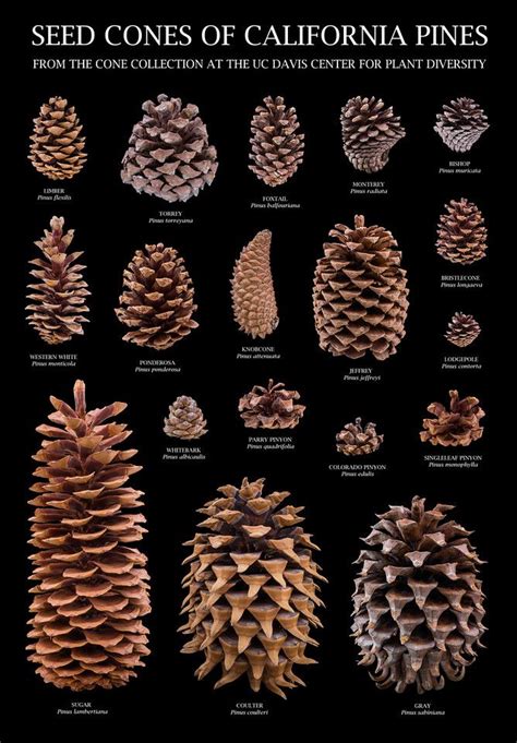 Image result for Pines and Corns