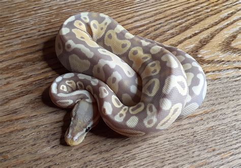 Image result for Coral Glow Axanthic Ball Python