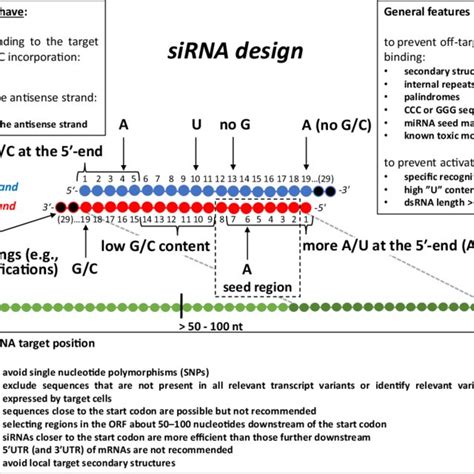 Image result for siRNA Design