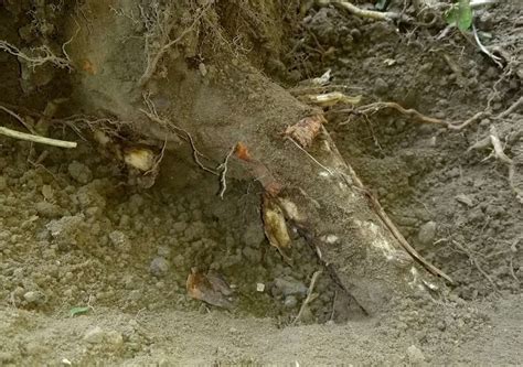 Image result for How to Remove Tree Roots Easily
