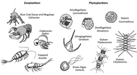 A simple plankton taxonomy | Download Scientific Diagram
