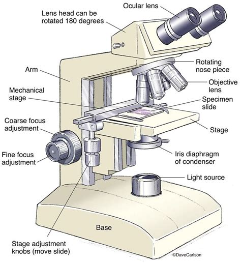 Image result for Different Lens On a Microscope Labeled