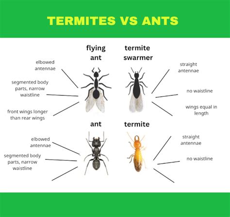 Flying Ants vs Termites に対する画像結果