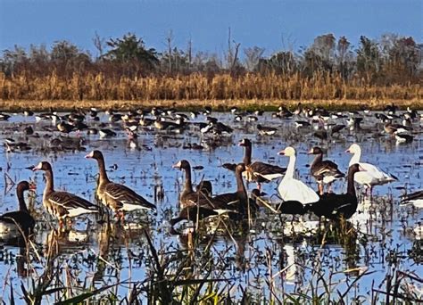 Image result for Pirogue Hunting Boats