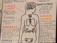 Image result for Human Nervous System Made Easy