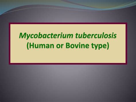 Acid-Fast Bacilli Slide Control に対する画像結果