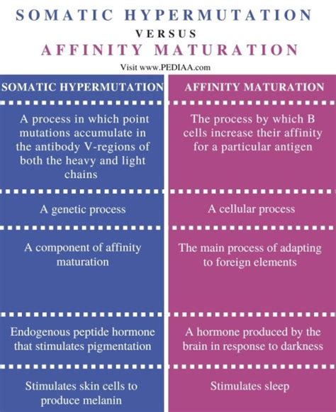 Image result for Affinity Maturation Is the Process