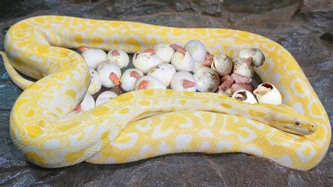 Afbeeldingsresultaten voor Albino Pygmy Python