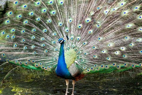 Image result for Peacock Stick Drawing
