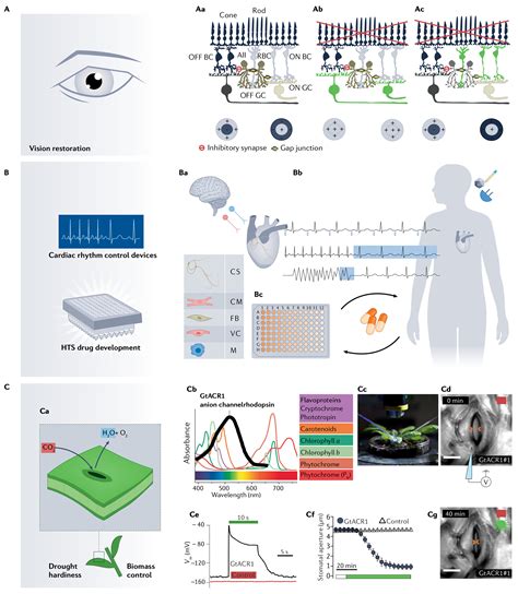 Optogenetic Gene Expression に対する画像結果