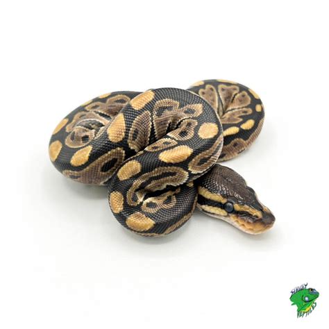 Normal Ball Python Hatchling に対する画像結果