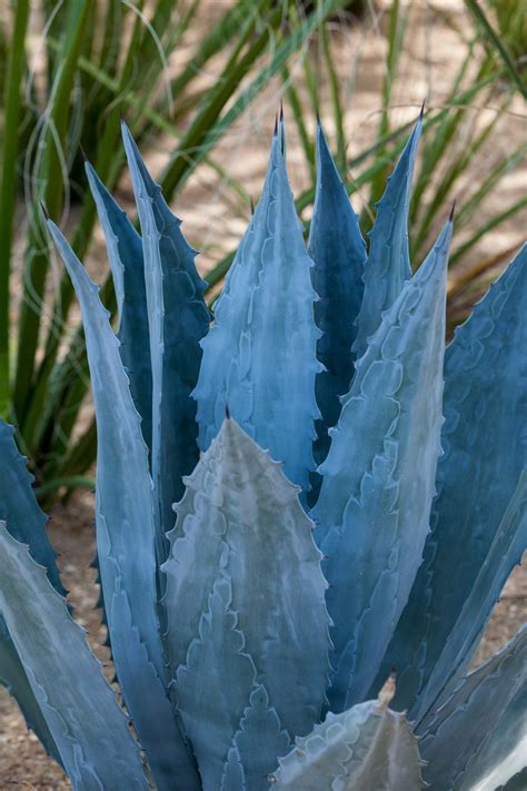 Image result for Century Plant Cactus