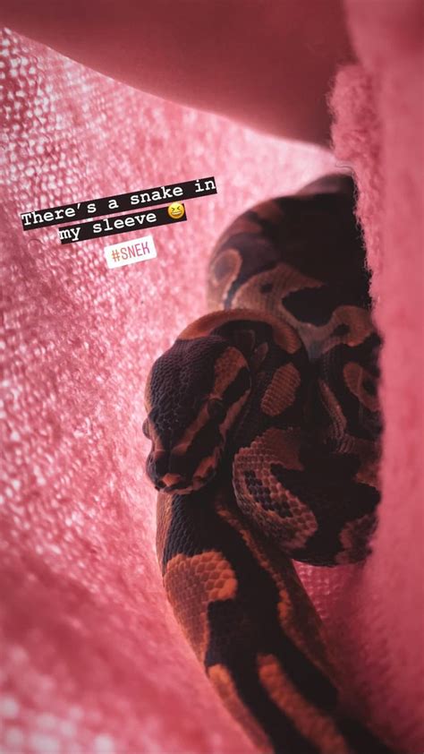 Ball Python Snake Mask के लिए छवि परिणाम