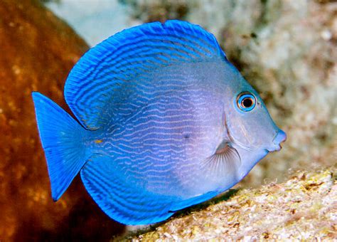 Image result for Fish Oocyte