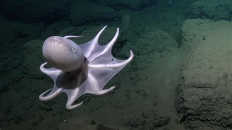 Image result for Deep Sea Octopus