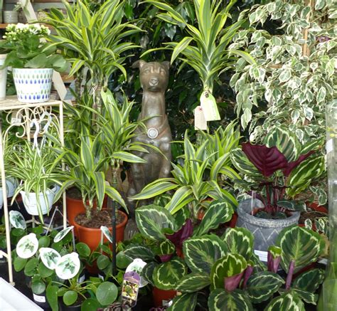 Image result for House Plant Near Me