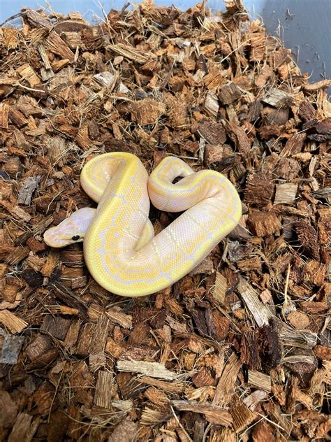 Python Banana Ringer に対する画像結果