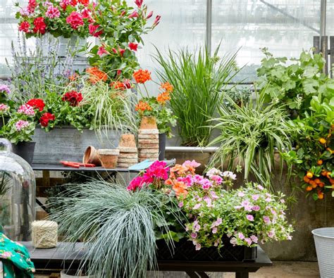 Image result for Planting Geraniums