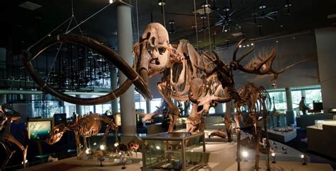 Image result for Anatomisch Museum Leiden