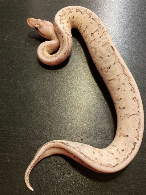 Image result for Super Fire Axanthic Ball Python