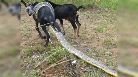 Image result for Python Goat