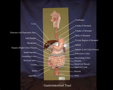 Toradh íomhá ar Human Digestive System Model Labeled