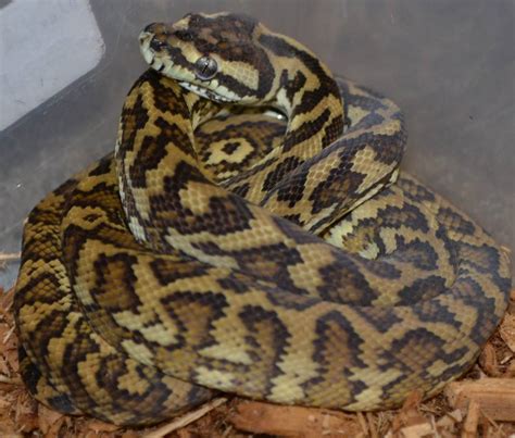 Image result for Coastal Carpet Python Size