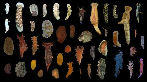 Image result for Slug Types