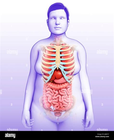 Image result for Female Skeleton Internal Anatomy