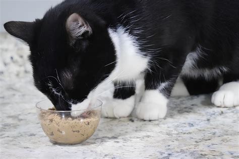 Image result for John Cleese Usherette