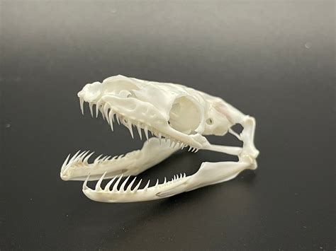 Toradh íomhá ar Royal Python Skull