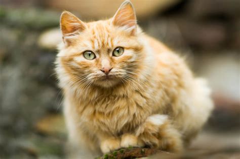 Image result for Cat Drawing Guidelines