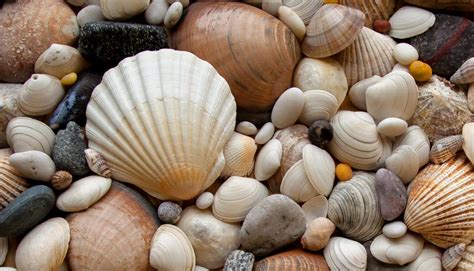 Image result for Different Types of Sea Shells