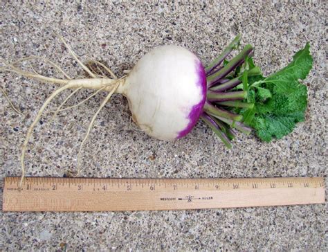 Afbeeldingsresultaten voor Turnip Time