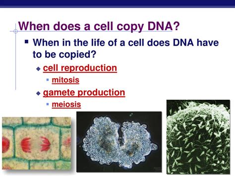 Image result for Cell Copy Lab