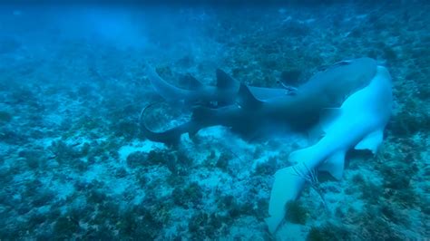 Image result for Shark Different Reproduction