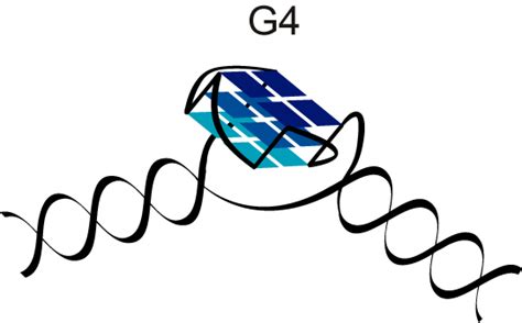 Image result for Parallel G4 Structure