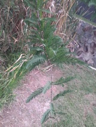 Image result for Cone-Shaped Tree Names