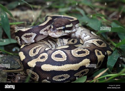 Image result for Python Curled Up
