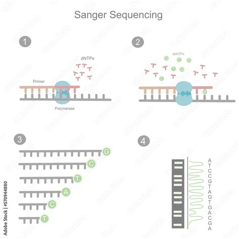 DNA Sequencing Sanger Method に対する画像結果