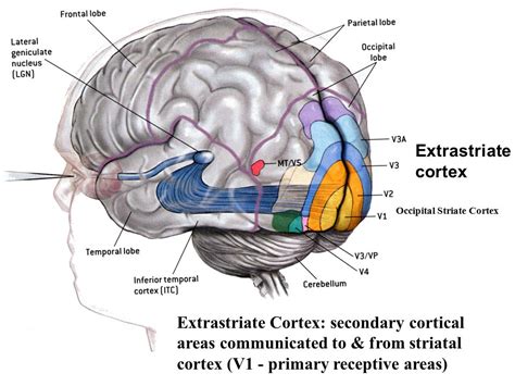 Image result for Mouse V1 Visual Cortex