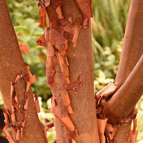 Toradh íomhá ar Paperbark Maple
