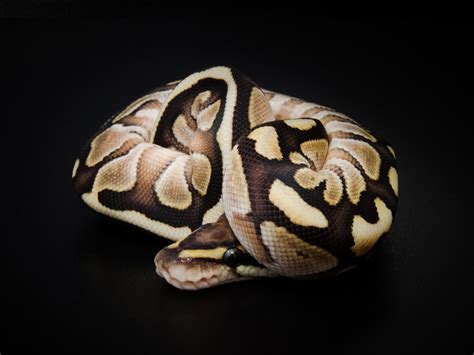 Special Lesser Ball Python に対する画像結果