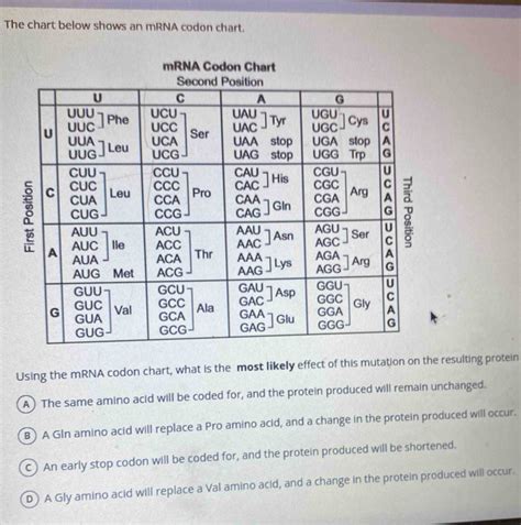 Image result for mRNA Diagram Labelled Codon