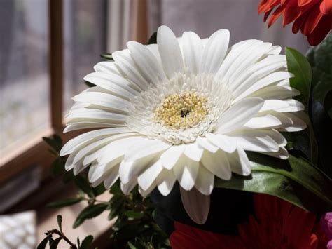 Image result for Camera Module Sensor Shift