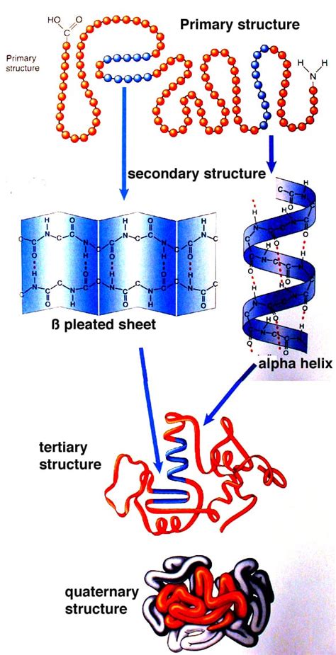 Image result for Protein Structure Types