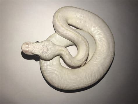 Bildergebnis für Leopard Lesser Ball Python