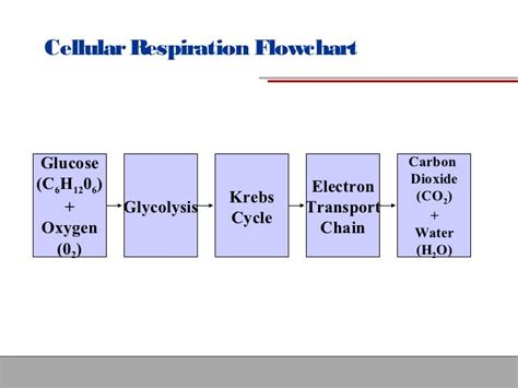 Image result for Flow Chart of Glycolysis the Process of Cellular Respiration